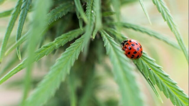 Het groene goud: beleggen in cannabis razend populair