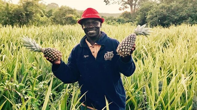 Argos: Hoe eerlijk is die 'eerlijke' ananas?