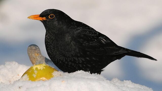 Eerste indruk Tuinvogeltelling: herstelt de merel?