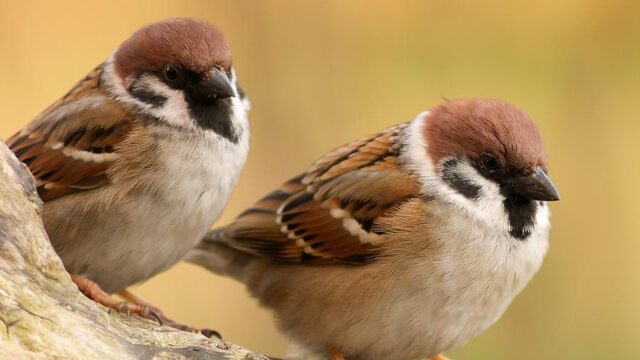 Nationale Tuinvogeltelling: ook jij kan meedoen!