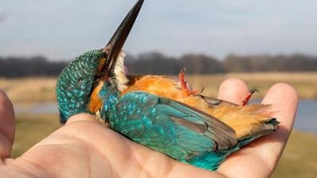 Dramatische afname ijsvogels door strenge winter