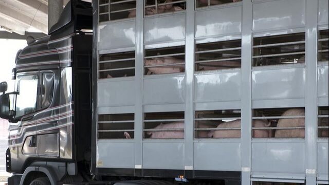 's Nachts slachten bij hitte beter, maar het mag nog niet