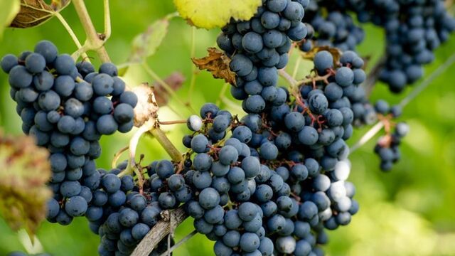 Maak kennis met de smaakexplosie van échte natuurwijn