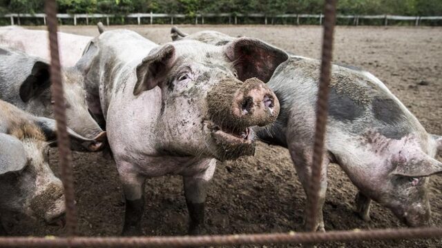 Stand.nl: 'Het kabinet moet de grootste vervuilers in de veehouderij opkopen'