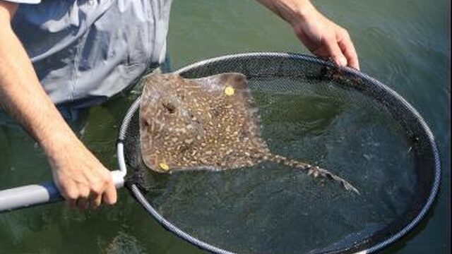 Waarom worden stekelroggen uitgezet in de Oosterschelde?