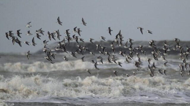 IJmuiden: walhalla voor vogelspotters tijdens najaarstrek