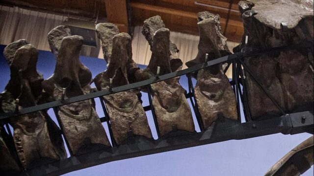 Naturalis wil botten langnek-dinosaurus naar Leiden halen