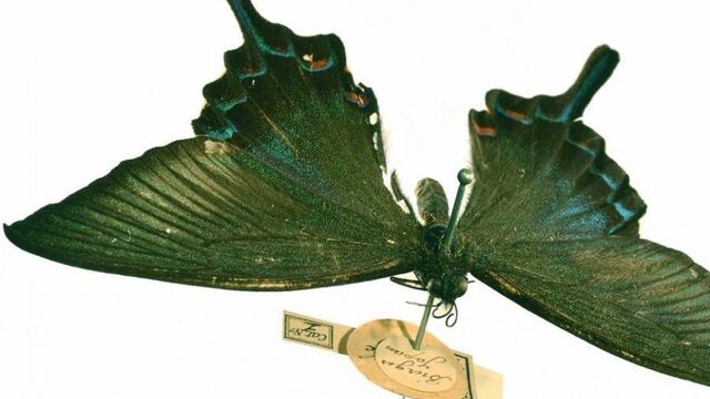 Naturalis bestaat 200 jaar: belangrijke stukken uit een bijzondere collectie