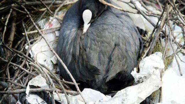 Recyclen: laat dat maar over aan de meerkoet