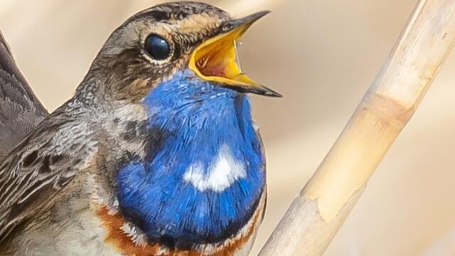 Jochem Myjer aanbidt de godin van de lente | NPO Radio 1