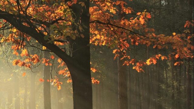 'Deze herfst is anders dan anders'