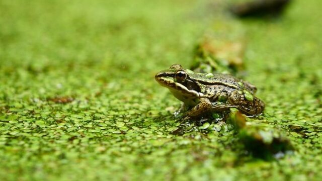 Waterlinzen of eendenkroos op je bord! Wat vind jij lekkerder klinken?