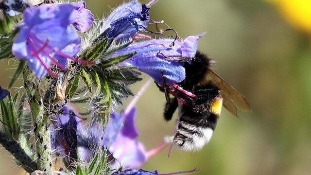 Nieuwe Europese wetgeving dreigt wilde bij niet te beschermen