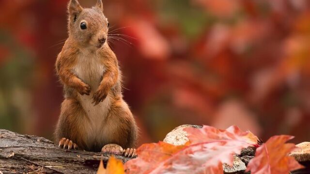 Ben jij een herfsthater of herfstminnaar?