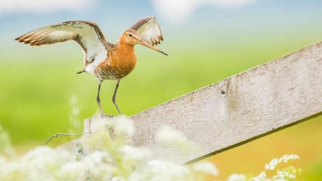 'Aanvalsplan Grutto' moet weidevogels redden van teloorgang