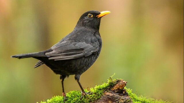 #uitgezoomd: vogelspottips voor thuiswerkers