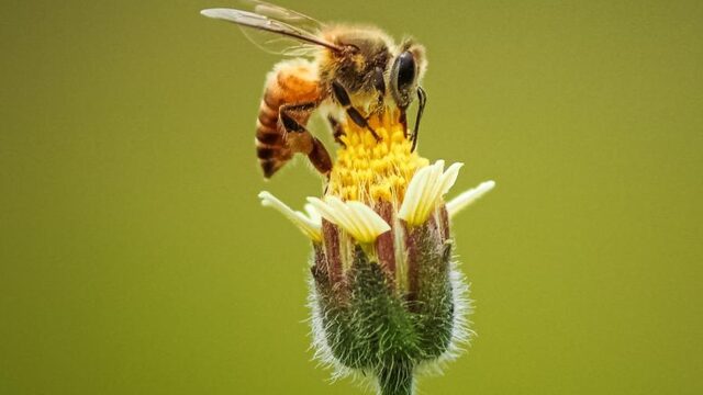 Niet maaien in mei: zo kun je bloemen en insecten een handje helpen
