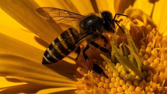 Bijensterfte door glyfosaat? Niet te snel
