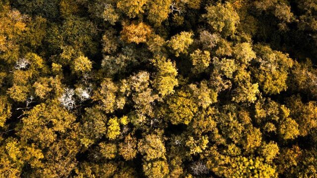 Staatsbosbeheer zit met groot bomentekort