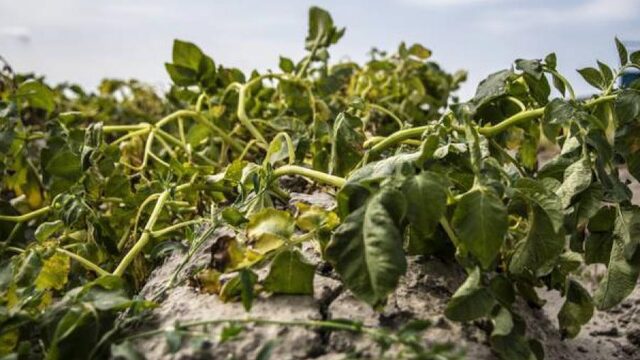 Vlaanderen erkent droge zomer als landbouwramp, kan dat ook in Nederland?