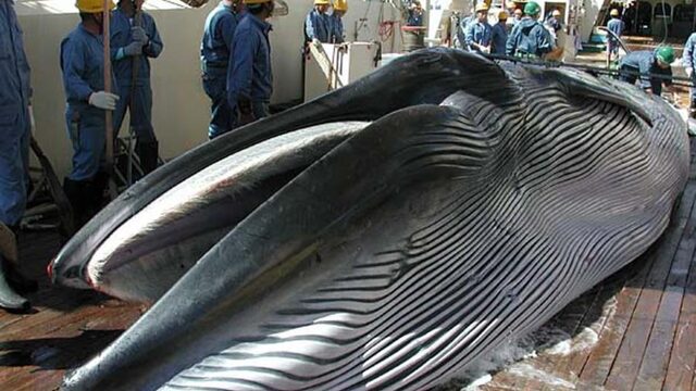 Japan jaagt vanaf volgend jaar weer op walvissen