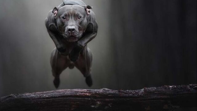 Vier gouden tips om je hond goed op de foto te zetten
