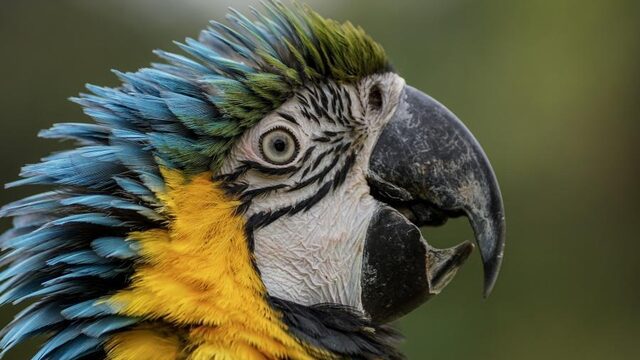 Dennis Papegaaien verkoopt vogel met dodelijk virus maar geeft geen geld terug