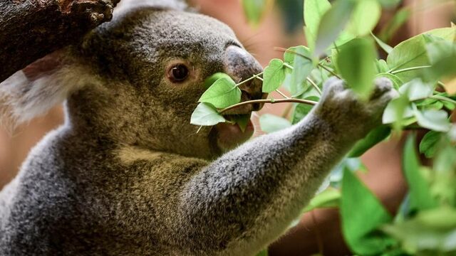 Feit of fictie: Sterven koala's uit door de bosbranden in Australië?