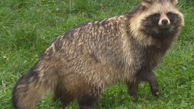 De wasbeerhond is in opmars in Nederland