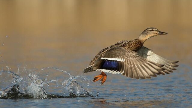 Vroege Vogels in 30 minuten: zo houd je vrouwtjeseenden uit elkaar