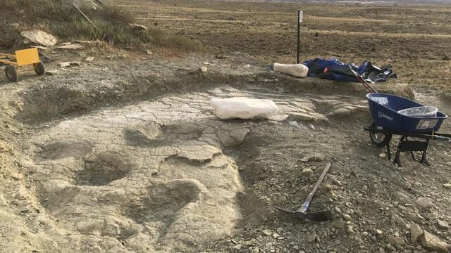 Naturalis gaat reusachtige langnekdino’s opgraven