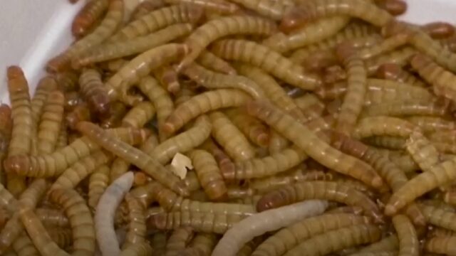 EU geeft groen licht: gaan we nu allemaal aan de meelworm?