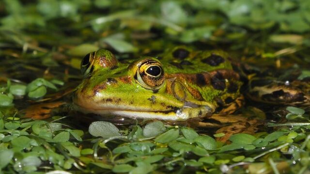 Vergroen je tuin: leg een natuurvijver aan