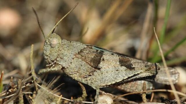 Kwart van sprinkhanen en krekels in Europa bedreigd