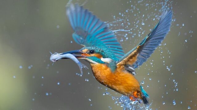 Overleeft ijsvogel de barre vrieskou?