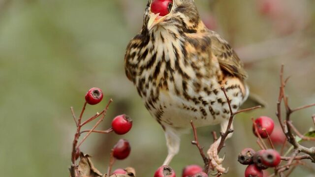 'We hoeven niet bang te zijn dat vogels massaal het loodje gaan leggen'