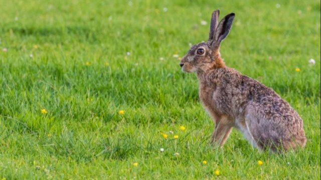 Eind van jacht op konijn en haas als het aan Kamermeerderheid ligt