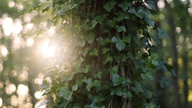 Zorgt klimop voor verstikte bomen en verzwakte muren, of niet?