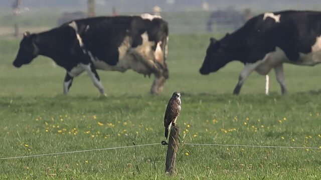 Plan 'Natuurrijk Nederland' is oplossing voor huizentekort en stikstofprobleem