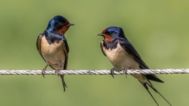 Late boerenzwaluw is de mooiste natuurwaarneming van 2021