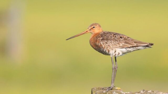 Provincie Fryslân gaat werk maken van zorgplicht van boeren voor weidevogels
