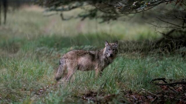 Aannemelijk dat verstoring door mensen ten grondslag ligt aan dood Veluwse wolvin