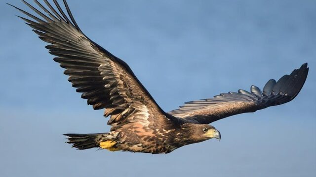 Reusachtige zeearend is dol op ons kleine kikkerland