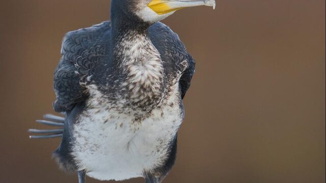 Vogelgids voor beginnende vogelaars: zo kun je gemakkelijk gevederde vrienden herkennen