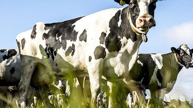 Feit of fictie: 'Boeren hebben 64 procent stikstofuitstoot gereduceerd'