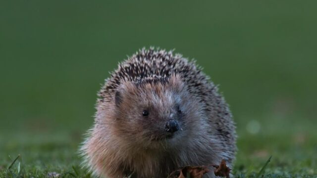 Wie was er eerder: de egel of de dino?