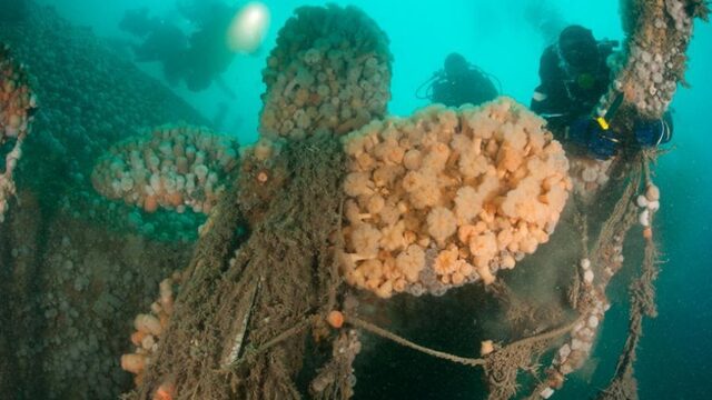 Willem Heijdeman duikt de Noordzee schoon