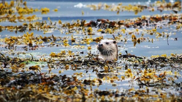 Na jaren wachten eindelijk succes voor otterschuilplaats
