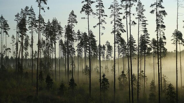 Roman waar de natuur vanaf druipt