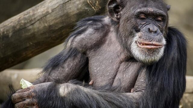 De bijzondere relatie tussen Jan van Hooff en chimpansees